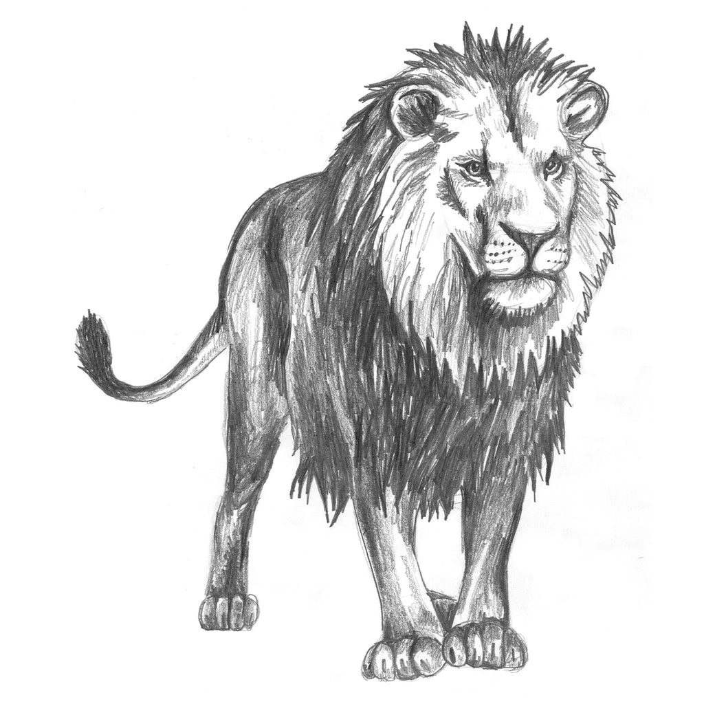 Drawing Animals at Zephyr Feb 21