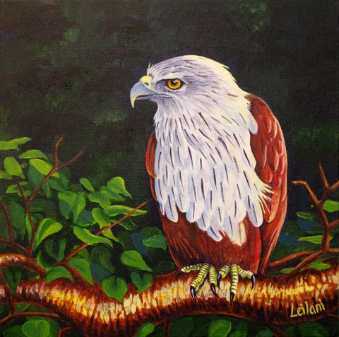 Brahminy Kite / Red Backed Sea Eagle